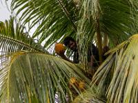 Der Kokosnuss Pflücker im Baum